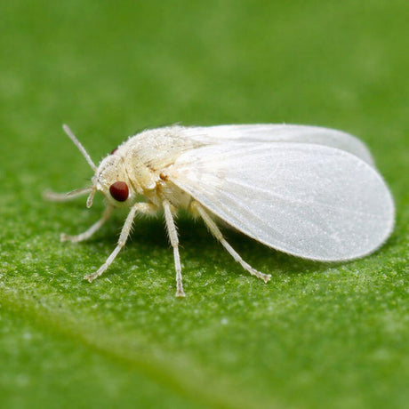 Whitefly Treatment a Natural Product