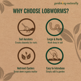 Why Choose Lobworms