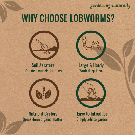 Why Choose Lobworms