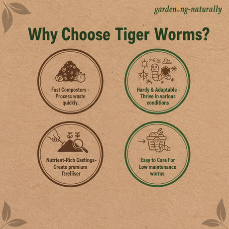 Tiger Worms Ideal for Your Wormery Composter