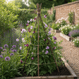 Willow Plant Support sticks with plants growing