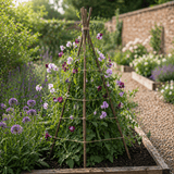 Willow Plant Support sticks with plants growing