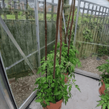 tomato plants growing up willow sticks