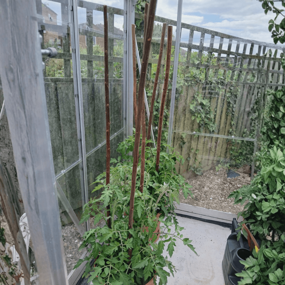 plants in a greenhouse growing up willow sticks