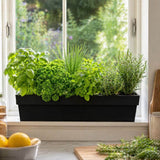 Herb garden in a black container on a windowsill with a view of greenery outside.