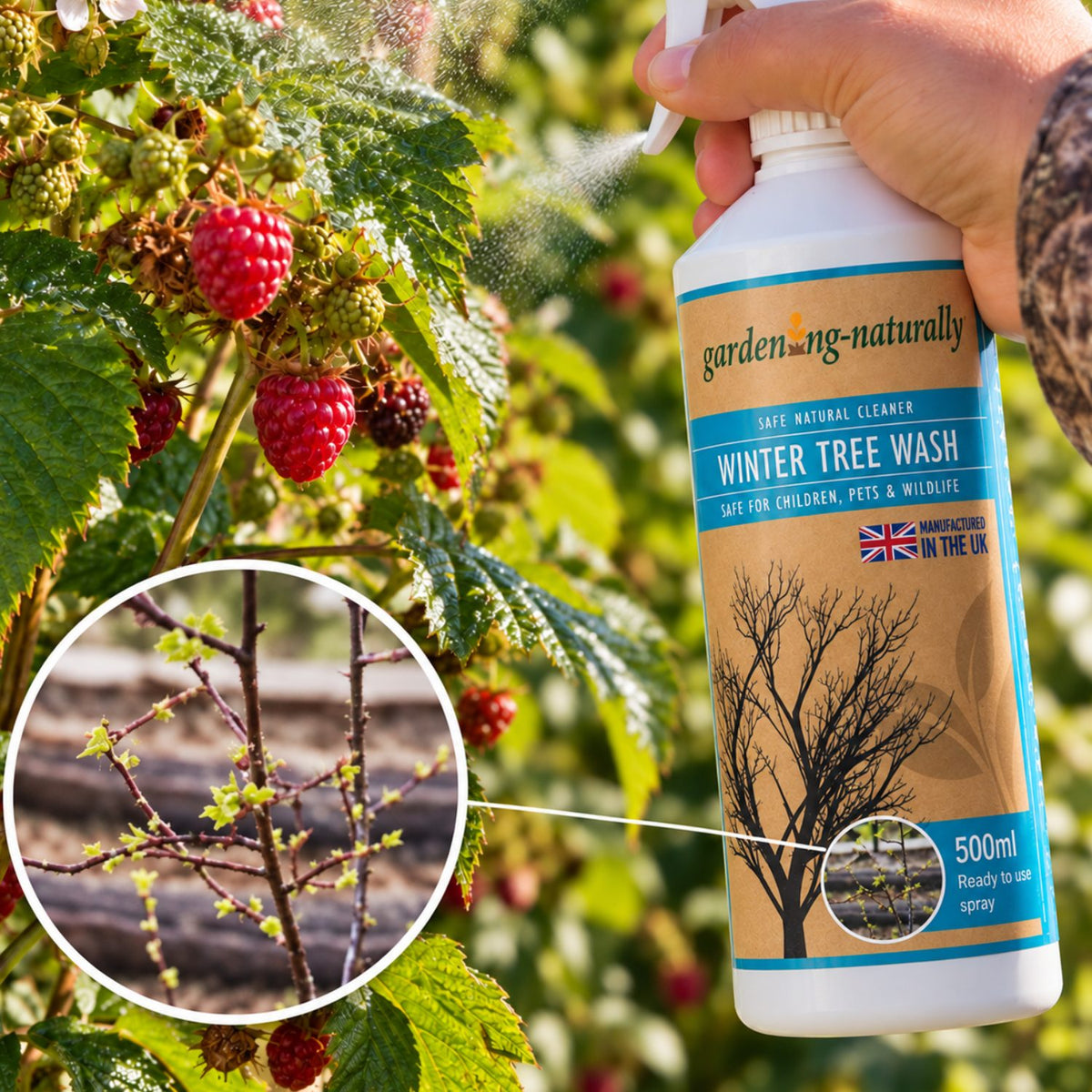 A hand holds a white gardening-naturally Winter Tree Wash spray bottle in front of a raspberry bush with ripe red berries. The bottle label is tan and blue, and a circular inset shows close-up branches with early spring buds before they are covered by the wash.