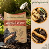 Lifestyle image of wireworm nematodes 