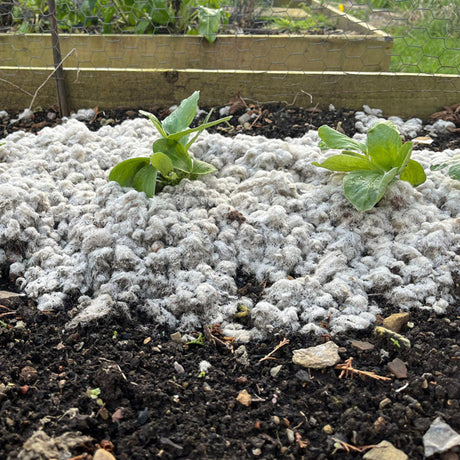 woolch mulch on plants in garden