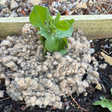 mulch woolch on soil in garden