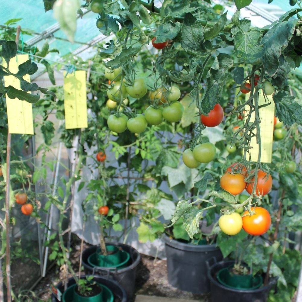 yellow sticky traps with tomatoes in greenhouse