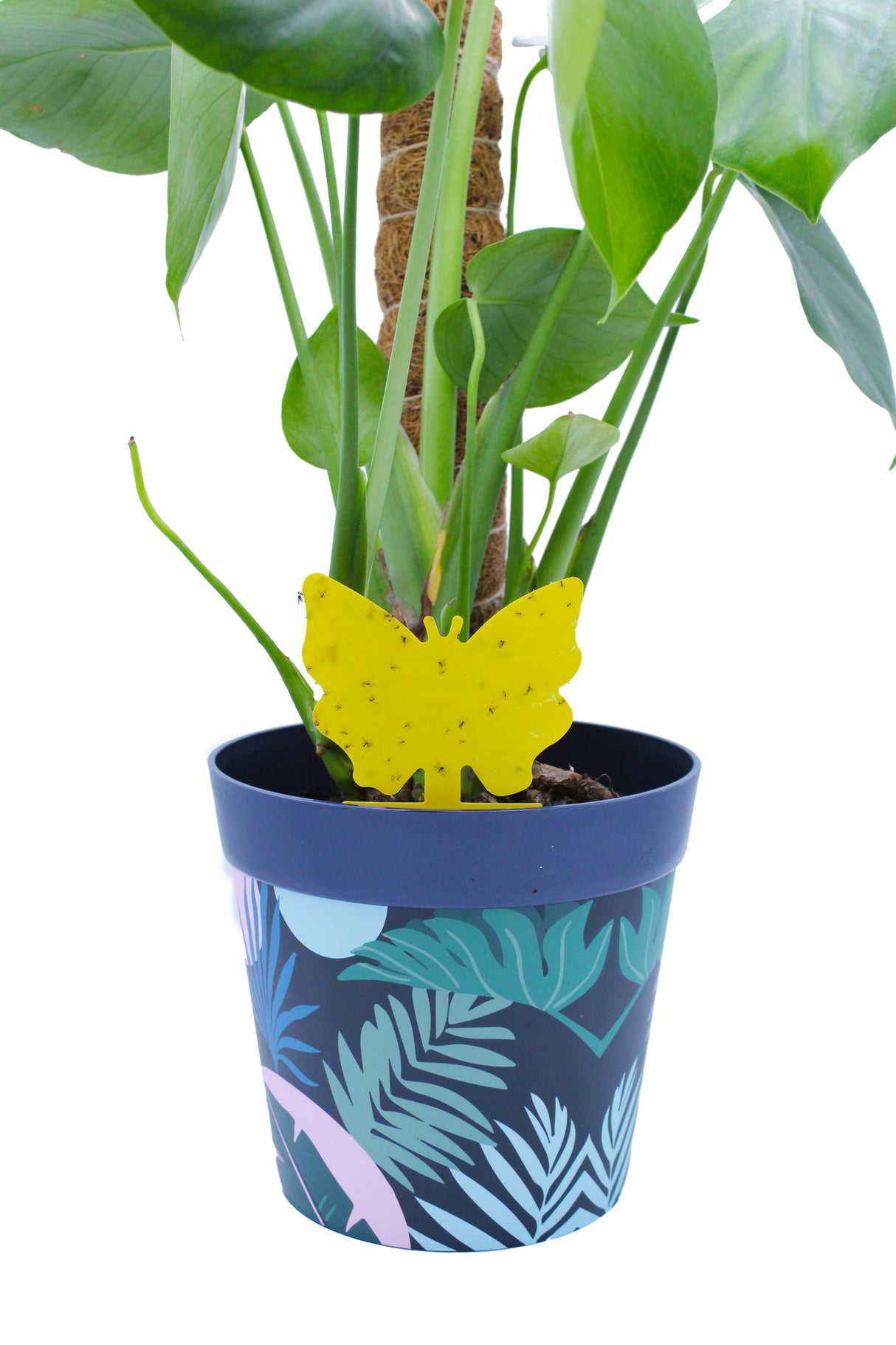 mini yellow sticky traps in pot