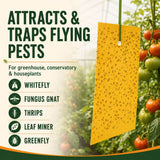 An informational product graphic for a yellow sticky insect trap hanging in front of a greenhouse and tomato plant background. Large text reads 'ATTRACTS & TRAPS FLYING PESTS,' with listed pests including whitefly, fungus gnat, thrips, leaf miner, and greenfly, plus icons for each.