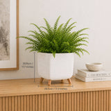 Green potted plant in a white pot on a wooden surface with measurements indicated.